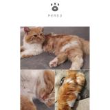 Picture of cat lost at Le Mans