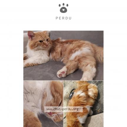 Photo 1/1 Roméo Chat lost in Le mans