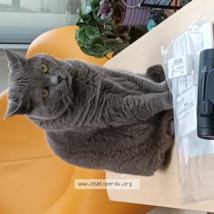 Foto 1/1 Kat teruggevonden Vermist in Uccle