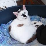 Picture of cat lost at Bully Les Mines