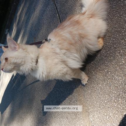 Photo 1/1 Reunited cat Lost in Aix En Provence
