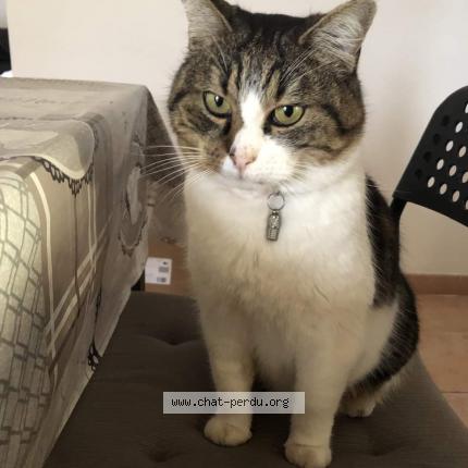 Photo 1/2 happy Chat lost in Vedene