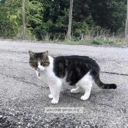 Photo 2/2 happy Chat lost in Vedene