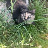 Picture of cat lost at Saint Laurent De Mure