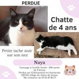 Picture of cat lost at Chateauneuf En Thymerais