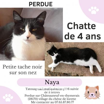 Photo 1/1 Naya Chat lost in Chateauneuf en thymerais