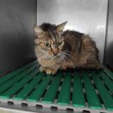 Picture of cat found at Colomiers