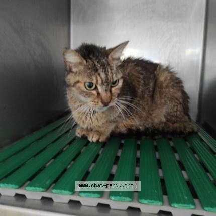 Photo 1/1 Cat reunited Found in Colomiers