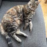 Picture of cat lost at Montreal