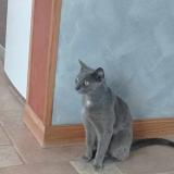 Picture of cat lost at Pitres
