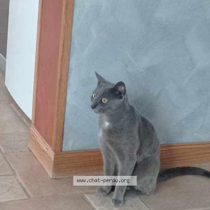 Photo 1/1 Guizmo Chat lost in Pitres