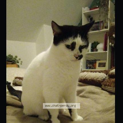 Photo 1/1 Oz Chat lost in Saint valery sur somme