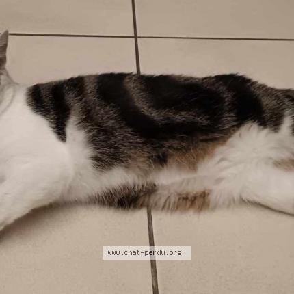Foto van vermiste kat in Jambes