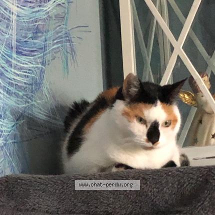 Foto 1/1 Kat teruggevonden Vermist in Vottem