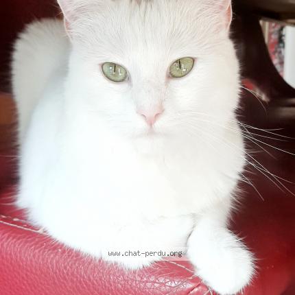 Foto 1/1 Kat teruggevonden Vermist in Bruxelles