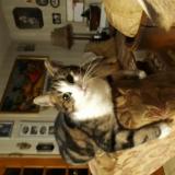 Picture of cat lost at Goeulzin