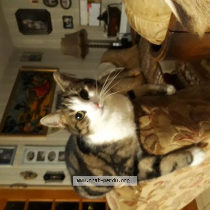 Photo 1/1 Tigrette Chat lost in Goeulzin