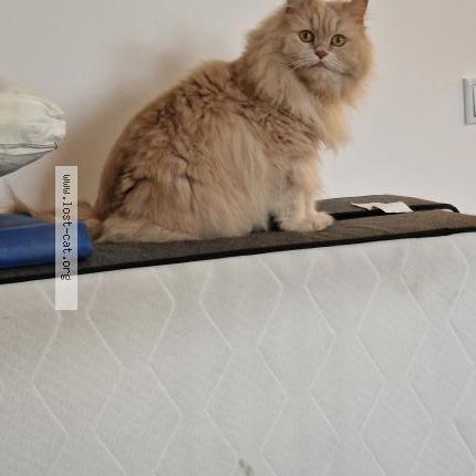 Photo 1/1 Cat reunited Lost in Berlin