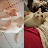 Picture of cat lost at Bruges