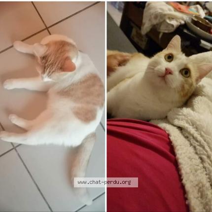 Photo 1/1 Cat reunited Lost in Bruges