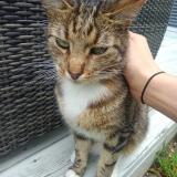 Picture of cat lost at Maisons Laffitte