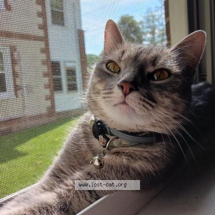 Photo 1/1 Reunited cat Lost in Waynesboro