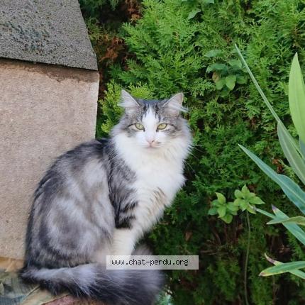 Photo 1/1 Stanley Chat lost in Beuxes