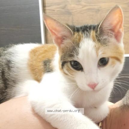 Photo 1/1 Reunited cat Lost in Toulon