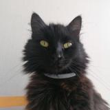 Picture of cat lost at Lege Cap Ferret