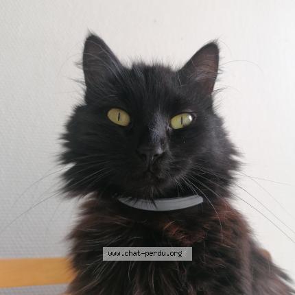 Photo 1/1 jiji Chat lost in Lege cap ferret