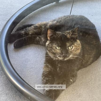 Foto 1/1 Wiedergefundene Katze Verloren in Veyrier