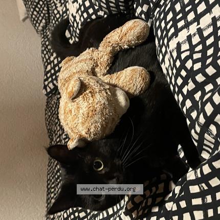 Foto 1/1 Wiedergefundene Katze Verloren in Chatel Saint Denis