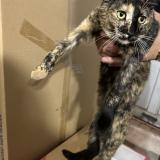 Picture of cat found at Unionville