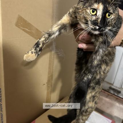 Photo 1/1 Cat reunited Found in Unionville