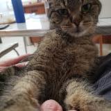 Picture of cat lost at Edmonton