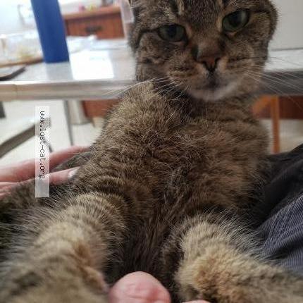 Photo 1/1 Cat reunited Lost in Edmonton