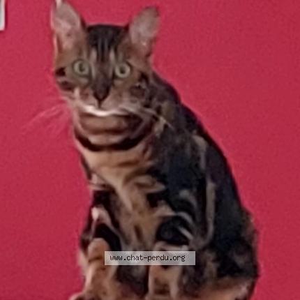 Photo 1/1 Reunited cat Lost in Gemenos