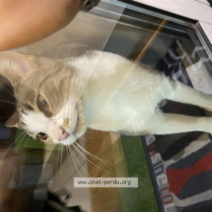 Photo 1/1 Reunited cat Found in Le Cannet