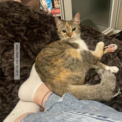 Photo 1/1 Cookie Chat lost in Nimes