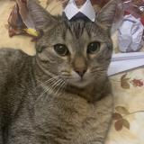 Picture of cat lost at Bondy