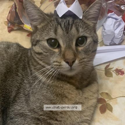 Photo 1/1 Cat reunited Lost in Bondy