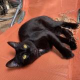 Picture of cat lost at Noiseau