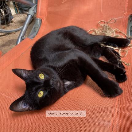 Photo 1/1 koda Chat lost in Noiseau