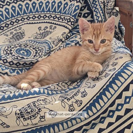 Photo 1/1 Reunited cat Lost in Marseille