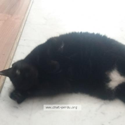 Photo 1/1 Reunited cat Lost in Nice