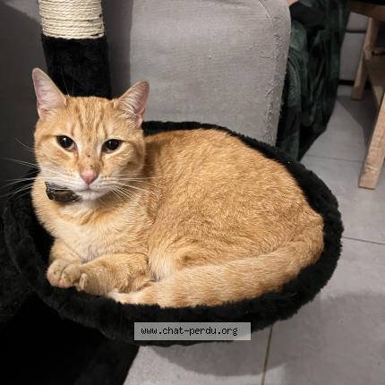 Photo 1/1 Reunited cat Lost in Marignane