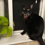 Picture of cat lost at Fairview Or