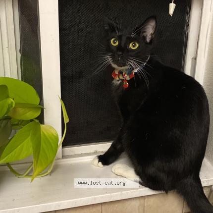 Photo 1/1 Nikki Cat lost in Fairview Or