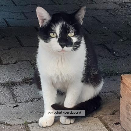Foto einer verlorenen Katze in Vinzel