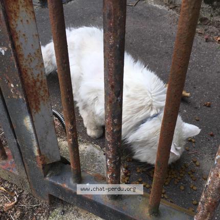 Photo 1/1 Cat reunited Found in Nantes